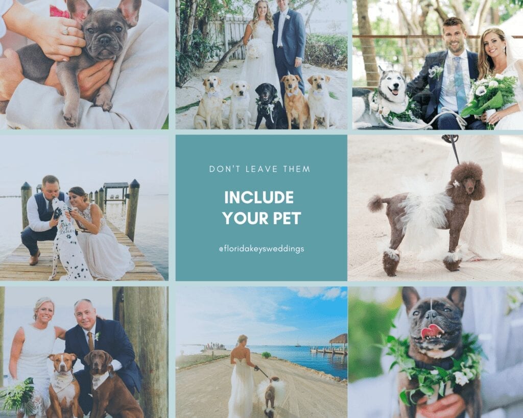 You are currently viewing Destination Wedding Pets