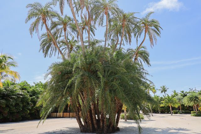 The Oasis Beach House Wedding Venue Islamorada